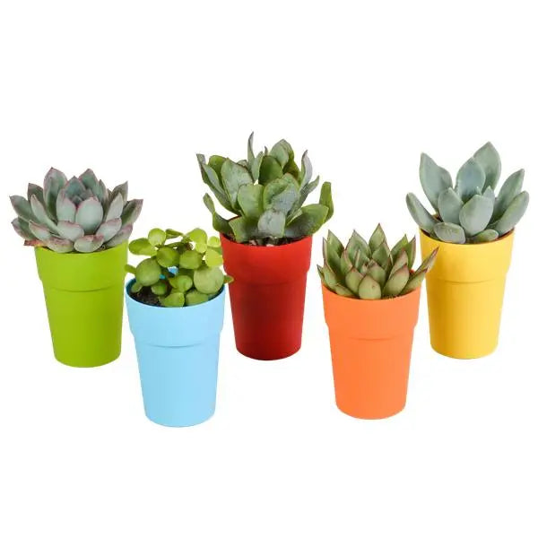 Vetplanten mix 5.5 cm - 5x - in gekleurde plasticpot  BotanicBridge