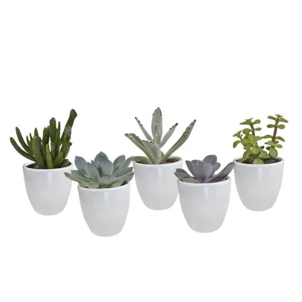 Vetplanten mix 5.5 cm - 5x - in witte pot  BotanicBridge