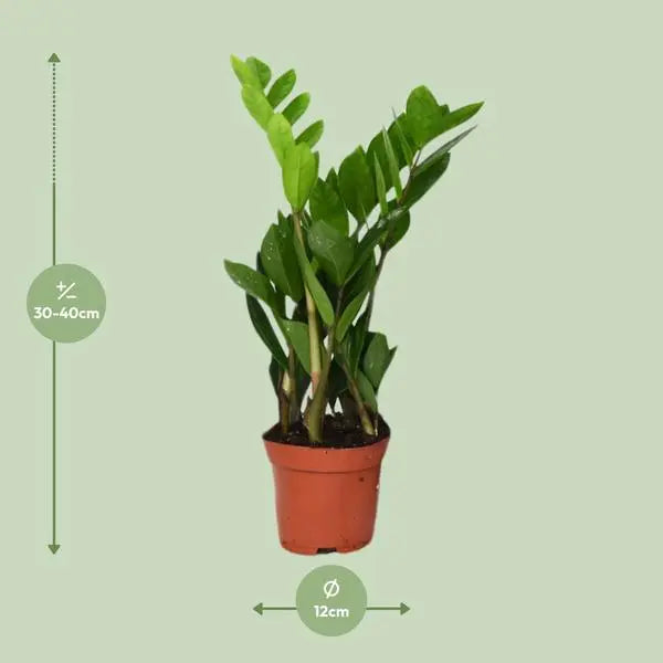 Zamioculcas Zamiifolia - Ø12cm - ↕40cm  BotanicBridge