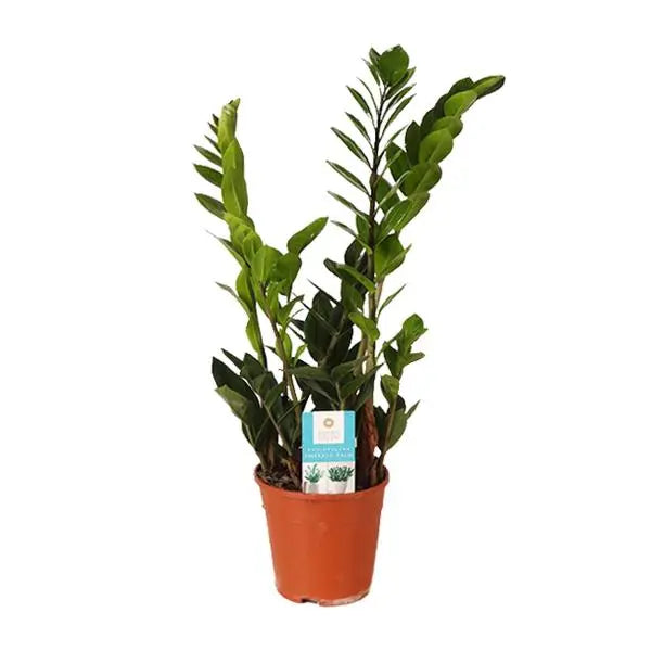 Zamioculcas Zamiifolia - Ø14cm - ↕45cm  BotanicBridge