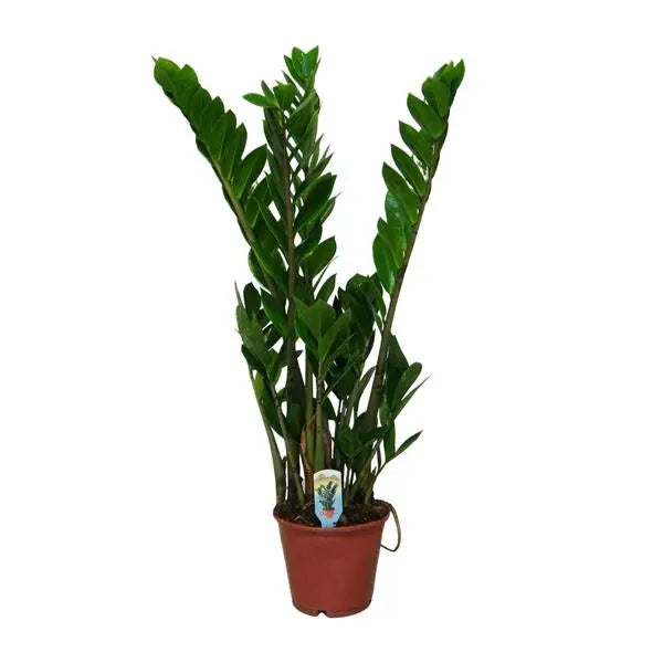 Zamioculcas Zamiifolia - Ø14cm - ↕50cm  BotanicBridge