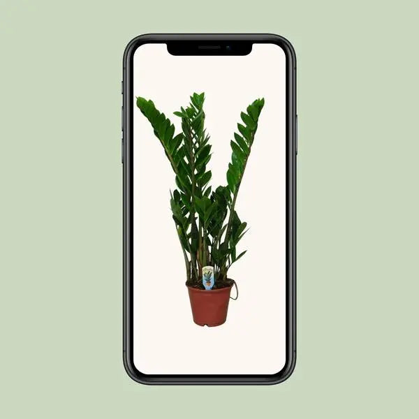 Zamioculcas Zamiifolia - Ø14cm - ↕50cm  BotanicBridge