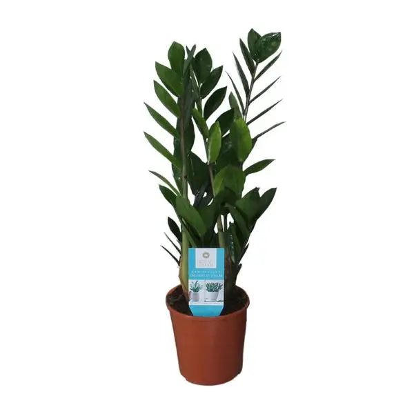 Zamioculcas Zamiifolia - Ø14cm - ↕55cm  BotanicBridge