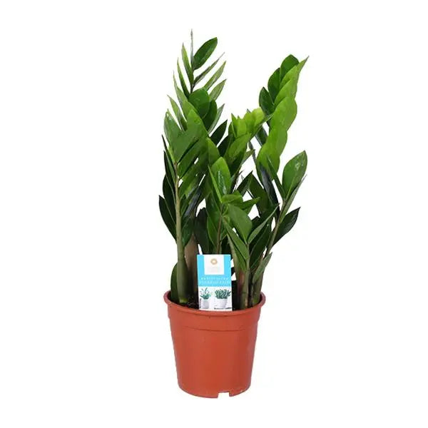 Zamioculcas Zamiifolia - Ø17cm - ↕60cm  BotanicBridge