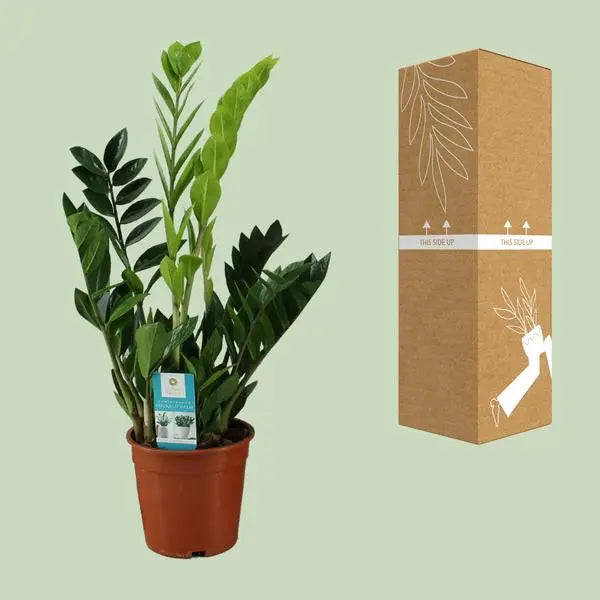 Zamioculcas Zamiifolia - Ø17cm - ↕65cm  BotanicBridge