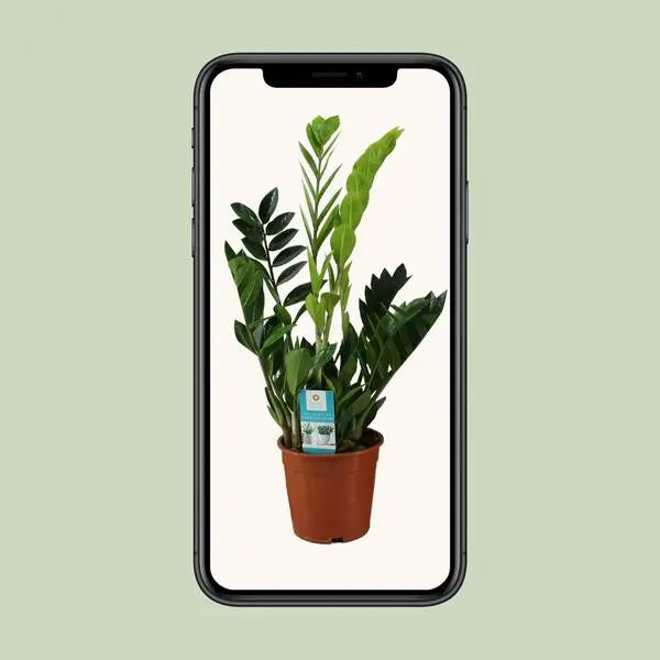 Zamioculcas Zamiifolia - Ø17cm - ↕65cm  BotanicBridge