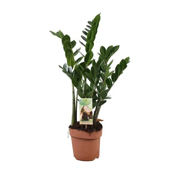 Zamioculcas Zamiifolia - Ø17cm - ↕70cm  BotanicBridge