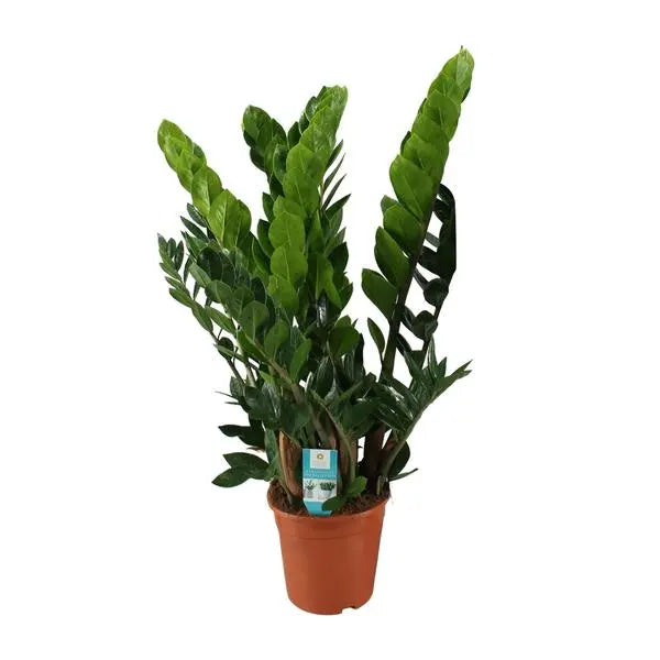 Zamioculcas Zamiifolia - Ø21cm - ↕80cm  BotanicBridge