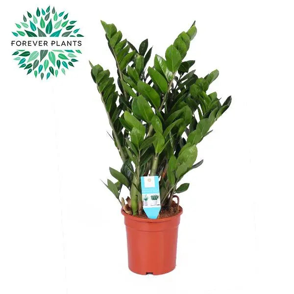 Zamioculcas Zamiifolia - Ø21cm - ↕95cm  BotanicBridge