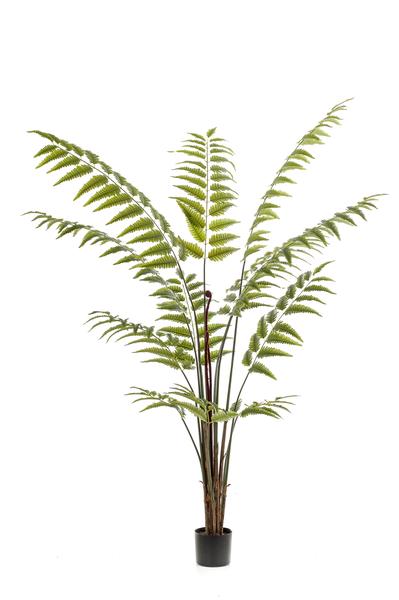 Kunstplant - Rumohra Adiantiformis - Ledervaren - 180 cm  BotanicBridge