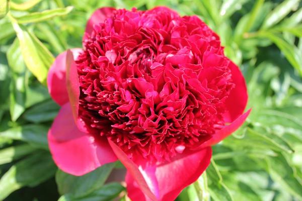 Paeonia 'Red Charme' - 4x  BotanicBridge