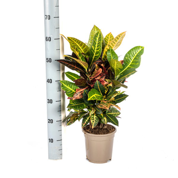 Codiaeum 'Croton' Petra Ø17cm - ↕50cm  BotanicBridge