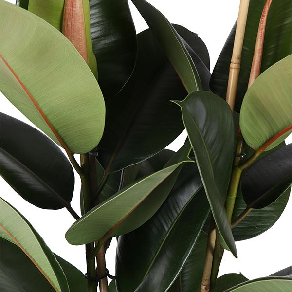 Ficus Elastica Robusta - Ø21cm - ↕90cm in Boule ANTRACIET pot  BotanicBridge