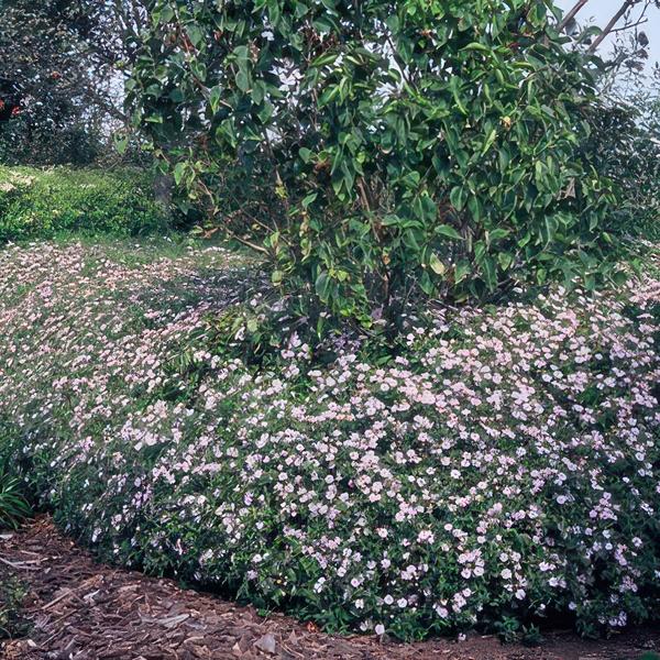 Aster ageratoides 'Asran' - ↕10-25cm - Ø9cm - 6x  BotanicBridge