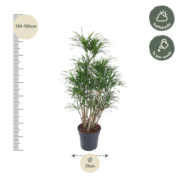 Dracaena Anita vertakt - 160 cm - ø31  BotanicBridge