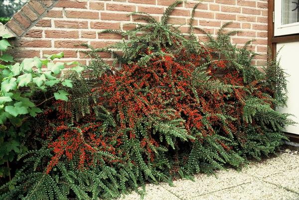 Cotoneaster horizontalis - ↕10-25cm - Ø9cm - 20x  BotanicBridge