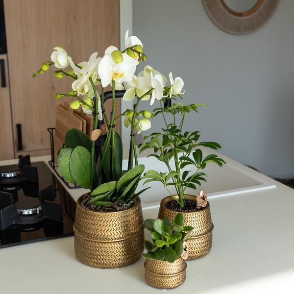 Kolibri Home | Groove bloempot - Gouden keramieken sierpot - potmaat - Ø12cm  BotanicBridge