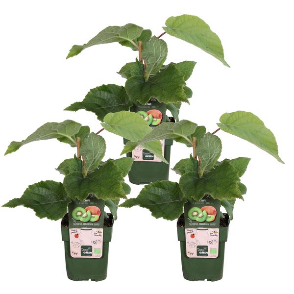 3x - Actinidia delciosioa 'Jenny' - ↨45cm - Ø13  BotanicBridge