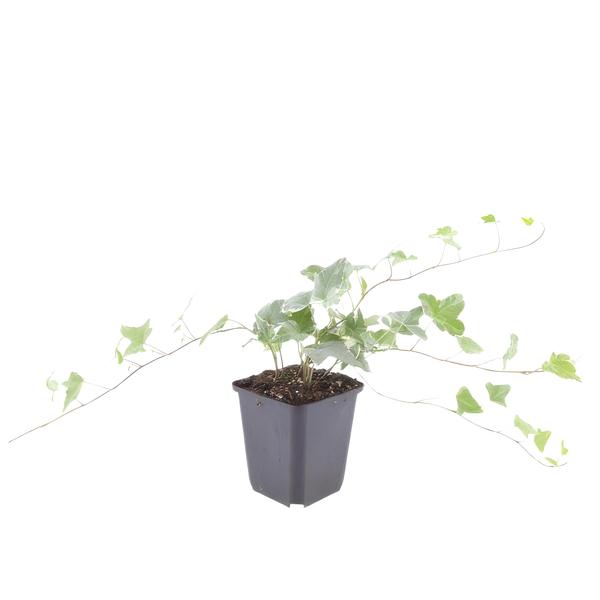 Hedera helix 'Glacier' - ↕10-25cm - Ø9cm - 20x  BotanicBridge