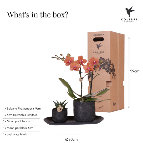 Kolibri Company | Plantenset Home Hub small | Oranje Phalaenopsis Orchidee Bolzano en Succulent incl. keramieken sierpotten op zwart dienblad  BotanicBridge