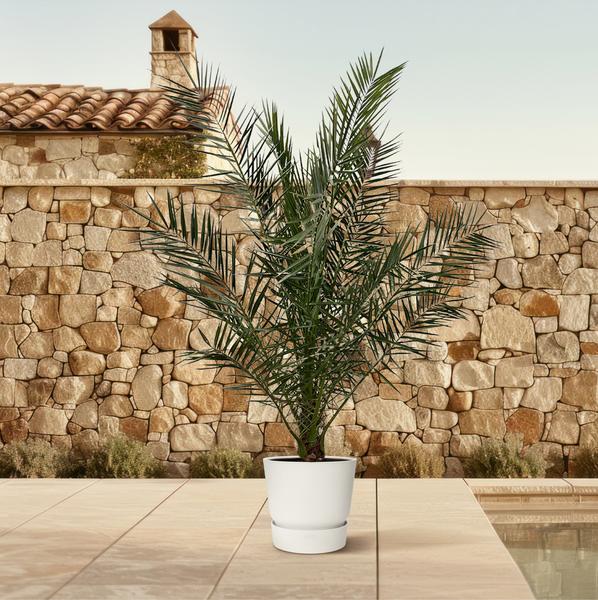 Phoenix Canariensis - 180 cm - Ø24cm  BotanicBridge