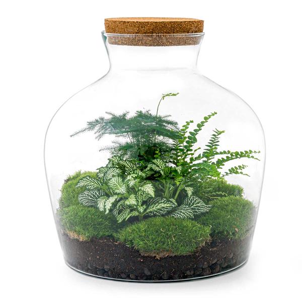 DIY terrarium - Fat Joe Groen - ↕ 30 cm - Rake + Shovel + Tweezer + Scissors  BotanicBridge