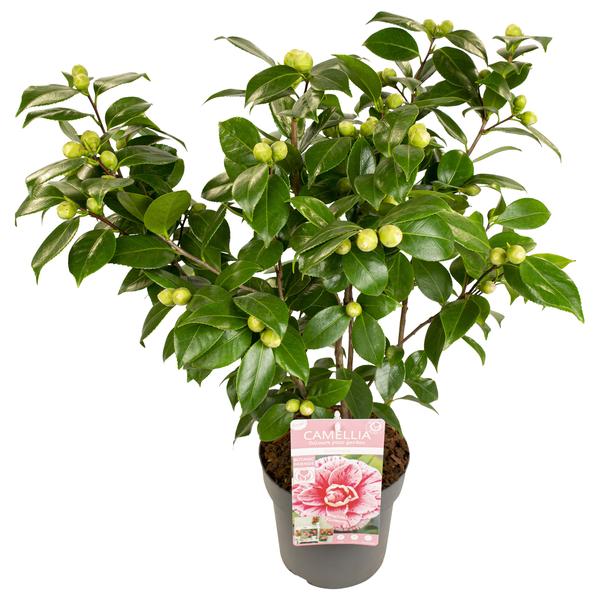 Camellia japonica Bonomiana - Ø29cm - ↕90cm - Ø19 - ↨65cm  BotanicBridge