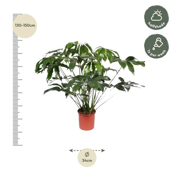 Philodendron Green Wonder - 140 cm - ø34  BotanicBridge