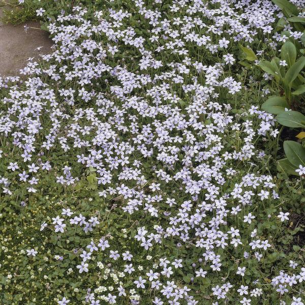 Isotoma fluviatilis - ↕10-25cm - Ø9cm  - 40x  BotanicBridge