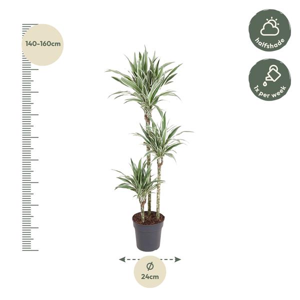 Dracaena White Stripe - 150 cm - ø24  BotanicBridge