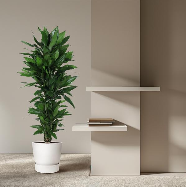 Dracaena Janet Lind vertakt - 130 cm - ø31  BotanicBridge