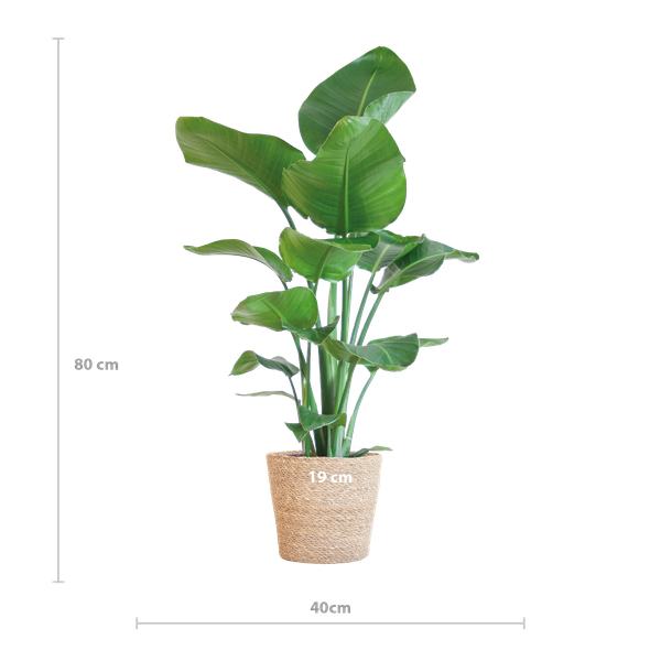 Strelitzia Nicolai met Sofia mand naturel - 80cm - Ø21  BotanicBridge