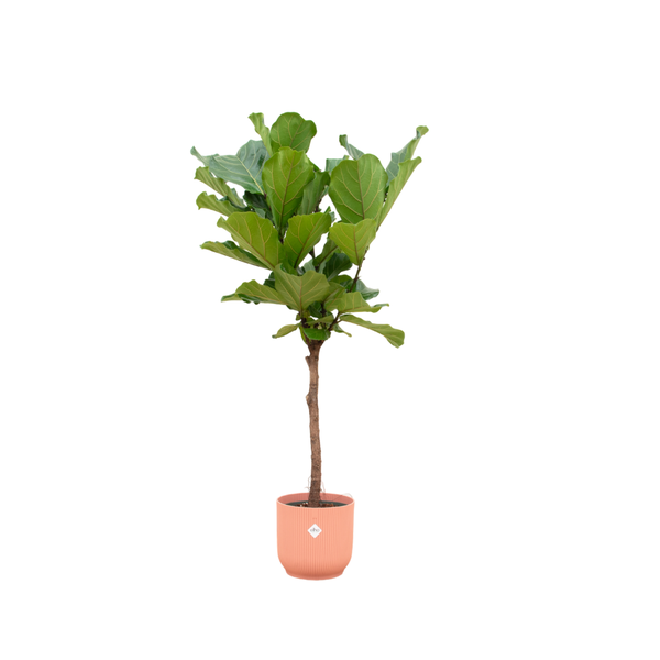 Combi deal - Ficus Lyrata op stam inclusief elho Vibes Fold Round roze Ø30 - 170 cm  BotanicBridge