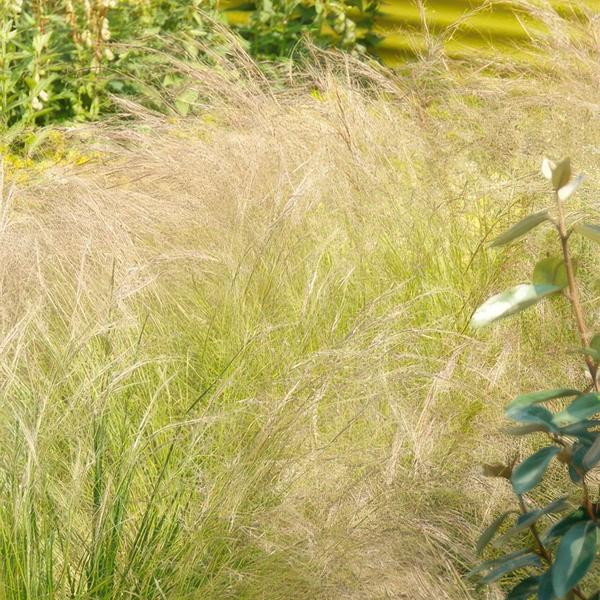 Stipa tenuissima 'Ponytails' - ↕10-25cm - Ø9cm - 40x  BotanicBridge