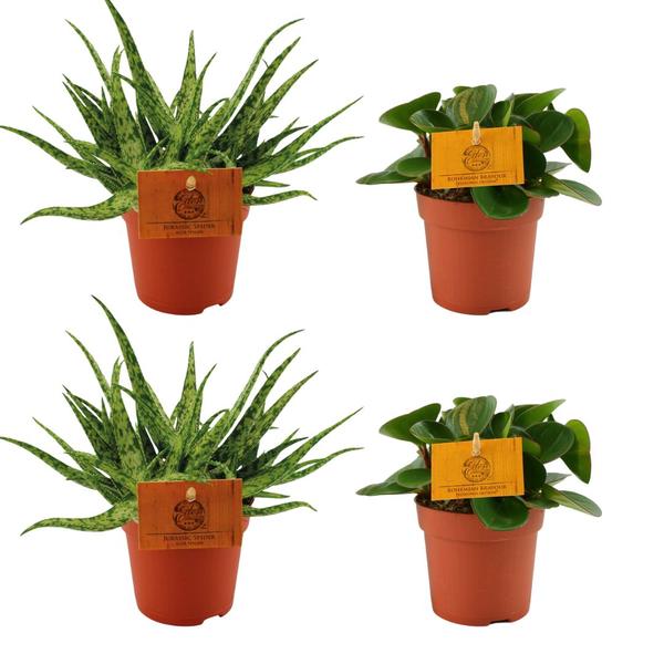 2x Aloe Spider + 2x Peperomia Obtipan Green - 4 stuks - Ø10.5cm - ↕10cm  BotanicBridge