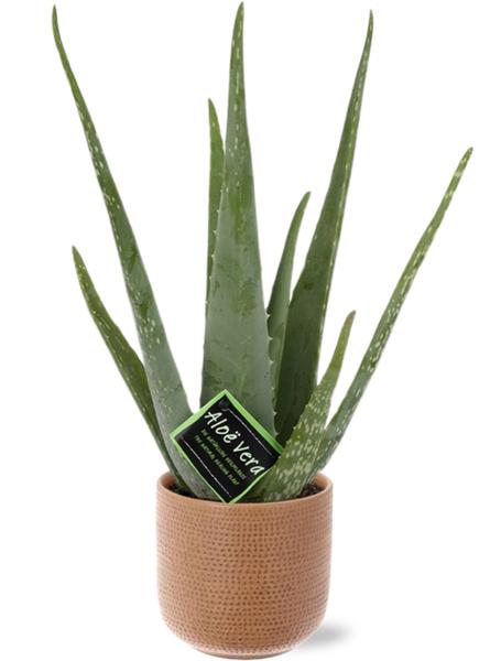 Aloe Vera - Ø12cm - ↕40cm + Aresso Pot D13x12,5cm - Bruin  BotanicBridge