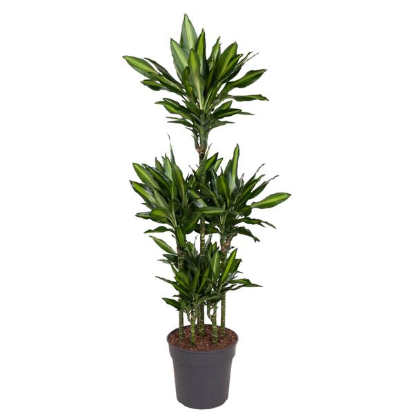 Dracaena Cintho Carrousel - 140 cm - ø31  BotanicBridge