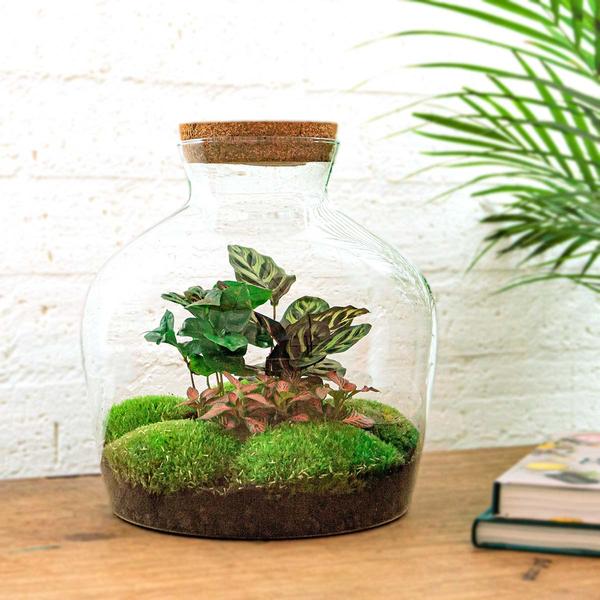 DIY terrarium - Fat Joe Coffea - ↕ 30 cm - Rake + Shovel + Tweezer  BotanicBridge