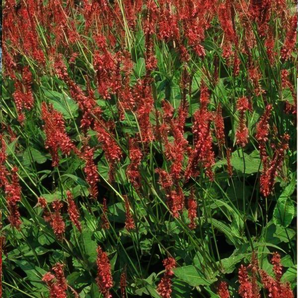 Persicaria amplexicaulis - ↕10-25cm - Ø9cm - 40x  BotanicBridge