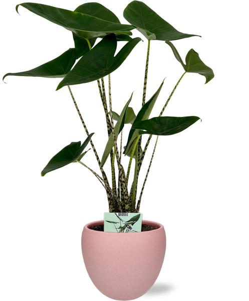 Alocasia Zebrina - Ø19cm - ↕75cm + Bowl Pot D19/21x18,5cm - Roze  BotanicBridge