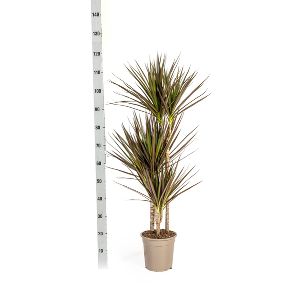 Dracaena Marginata Magenta Ø21cm - ↕120cm  BotanicBridge