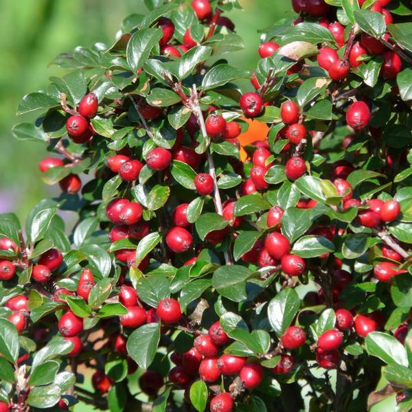 Cotoneaster dam. 'Major' - ↕25cm - Ø9cm  - 40x  BotanicBridge