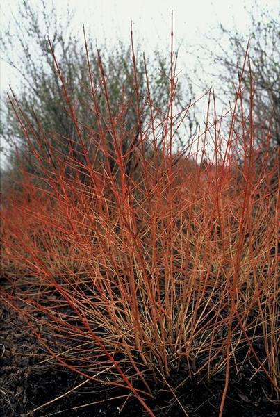 Cornus sang. 'Midwinter Fire' - ↕10-25cm - Ø9cm - 40x  BotanicBridge