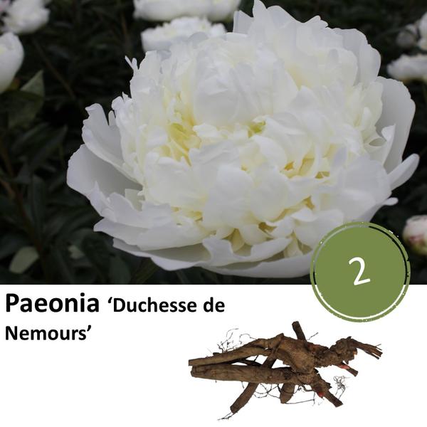 Paeonia 'Duchesse de Nemours' - 2x  BotanicBridge