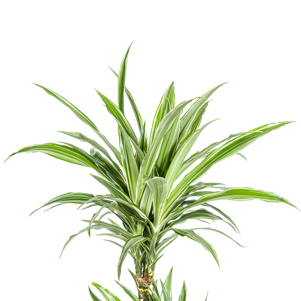 Dracaena Deremensis White Stripe Ø19cm - ↕80cm  BotanicBridge