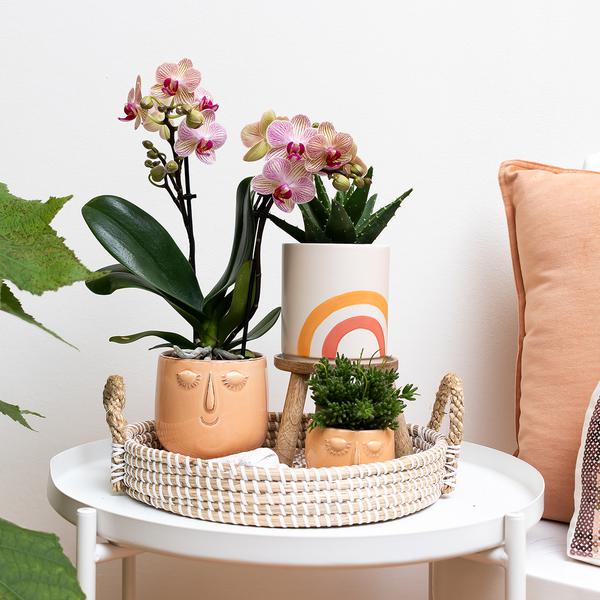 Kolibri Home | Rainbow peach bloempot - Crème keramieken sierpot met print  BotanicBridge