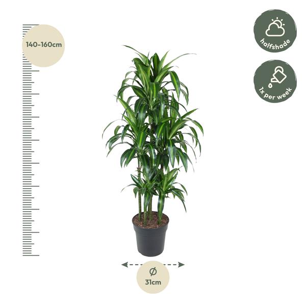 Dracaena Hawaiiana Carrousel - 150 cm - ø31  BotanicBridge