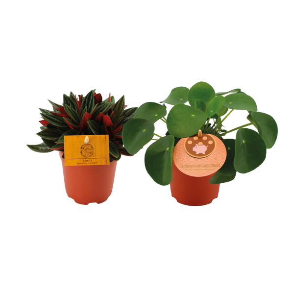 Peperomia Duo Rosso/Pilea Peperomioides - 2 stuks - Ø10.5cm - ↕15cm  BotanicBridge