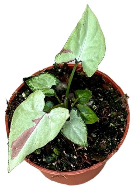 Syngonium Strawberry Milk - Ø10,5cm - ↕15cm  BotanicBridge