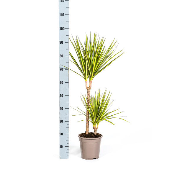 Dracaena Marginata Sunray Ø19cm - ↕80-100cm  BotanicBridge